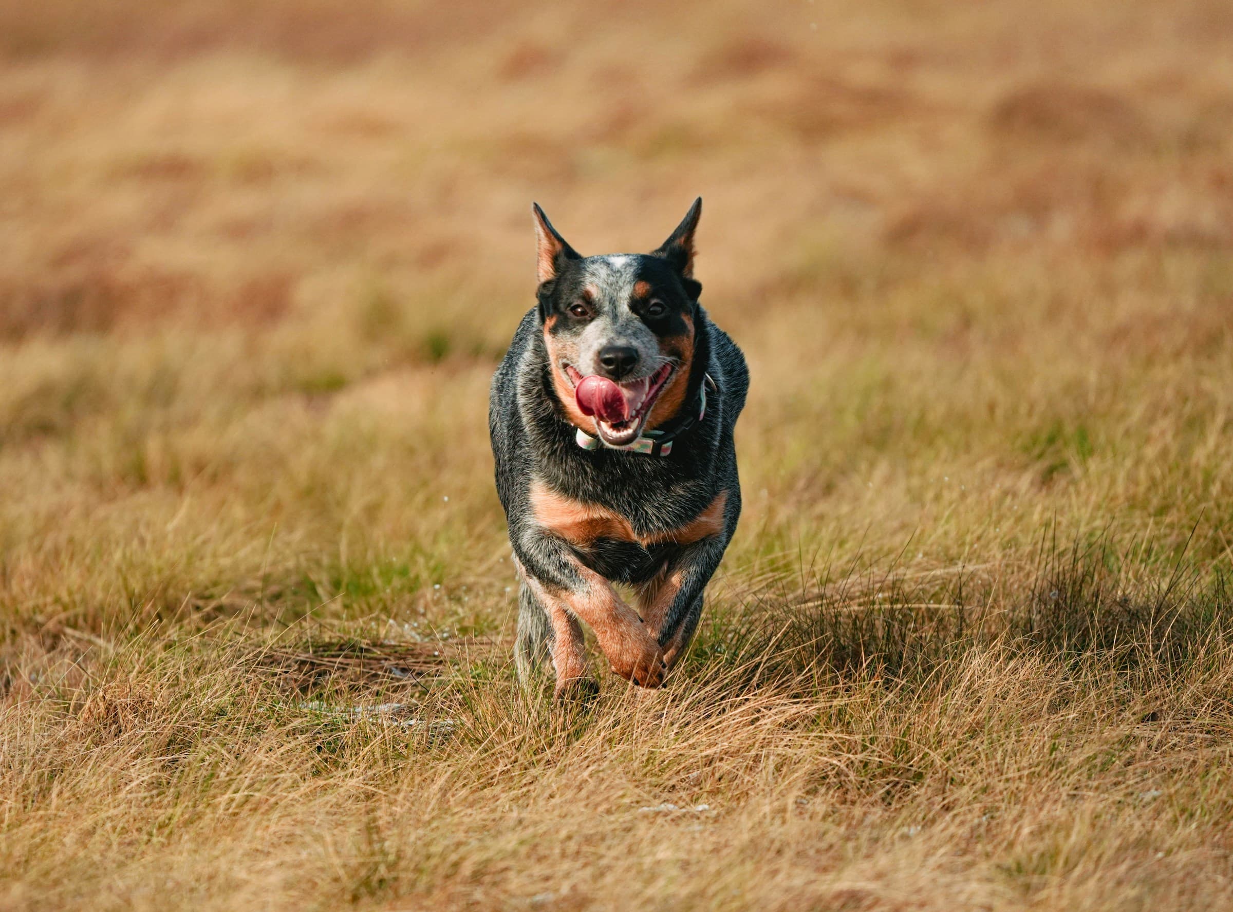 Blue Heeler running through open grass