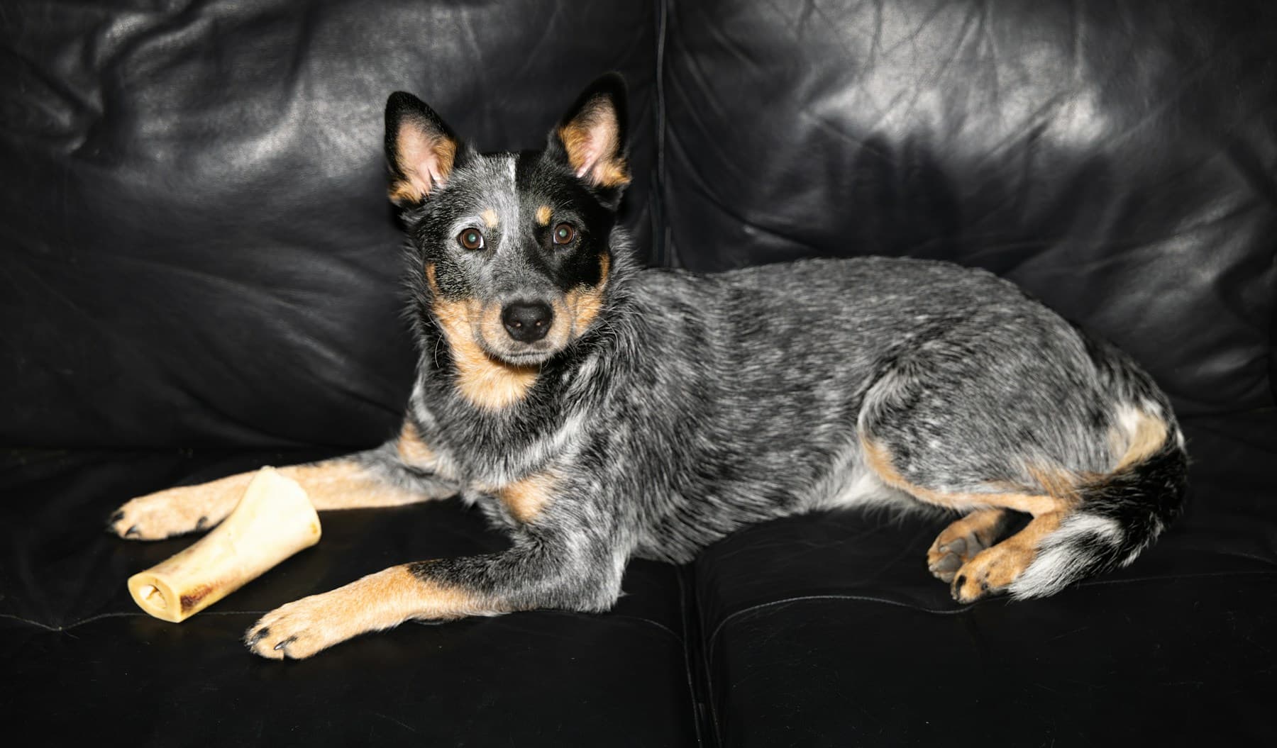 Blue Heeler resting on a couch at home
