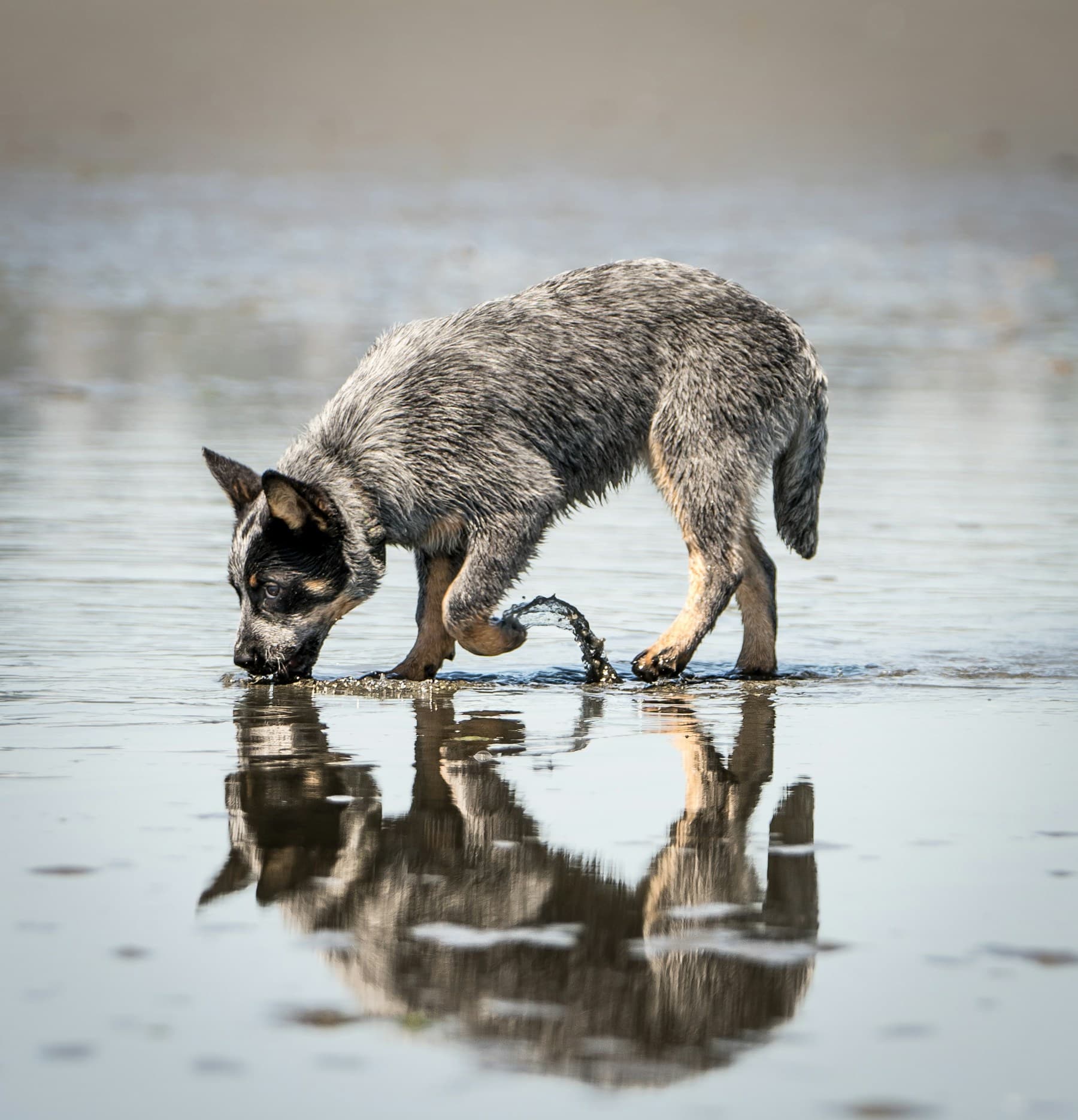 Blue Heeler puppy at the water's edge